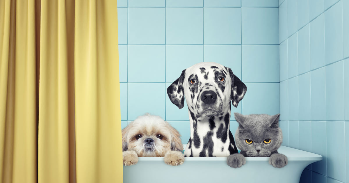 Quelle brosse choisir pour son chat ou son chien ?